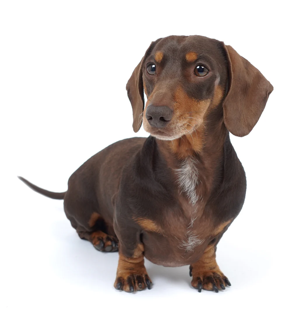 Stanley's Hotdogs t-shirt - Image 3