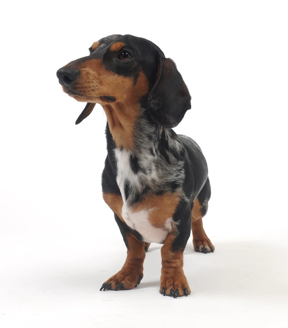 Woody's Pizzeria t-shirt - Image 3